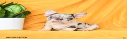 French Bulldog dogs for sale: Diamond  - Ad 9