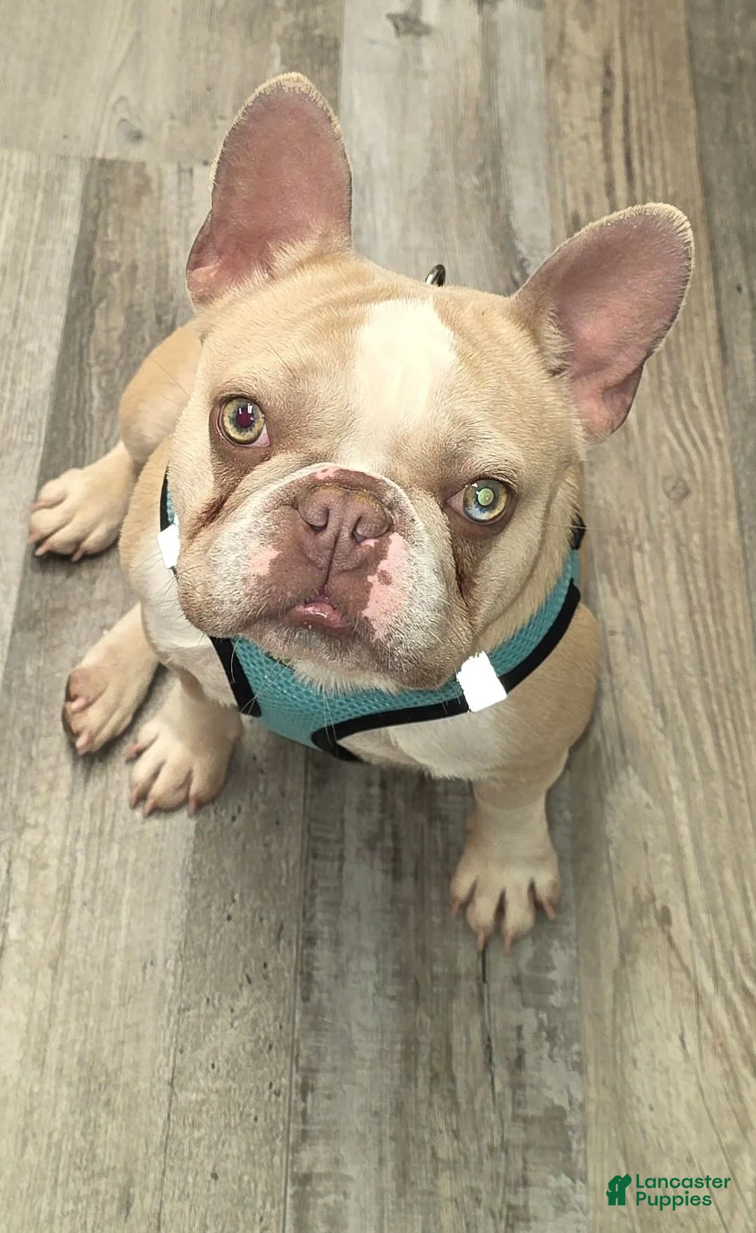 French Bulldog dogs for sale: Chanel - Ad 3