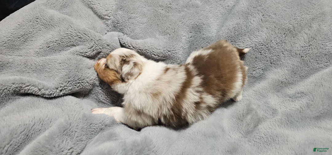 Miniature Australian Shepherd dogs for sale: Carrot  - Ad 5