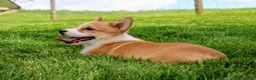 Welsh Corgi Pembroke dogs for sale: Olive(triple clear) AKC - Ad 4
