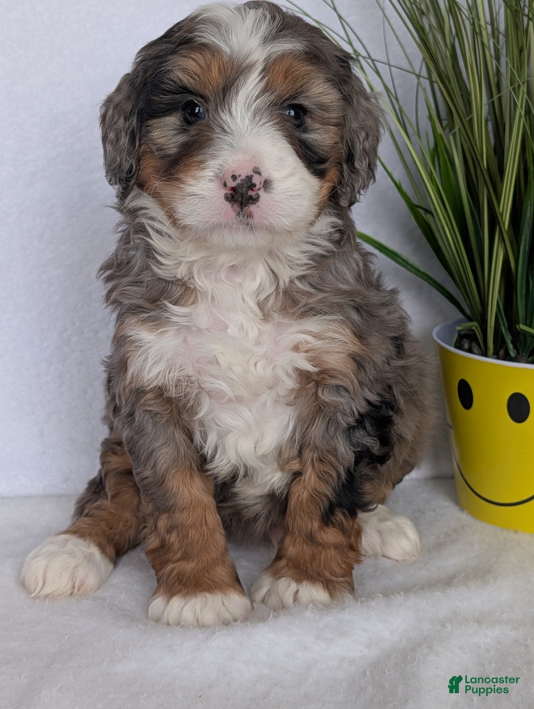 Mini Bernedoodle dogs for sale: Mini Baker - Ad 1