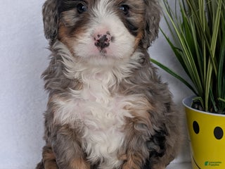 Mini Bernedoodle dogs Mini Baker - Ad 9