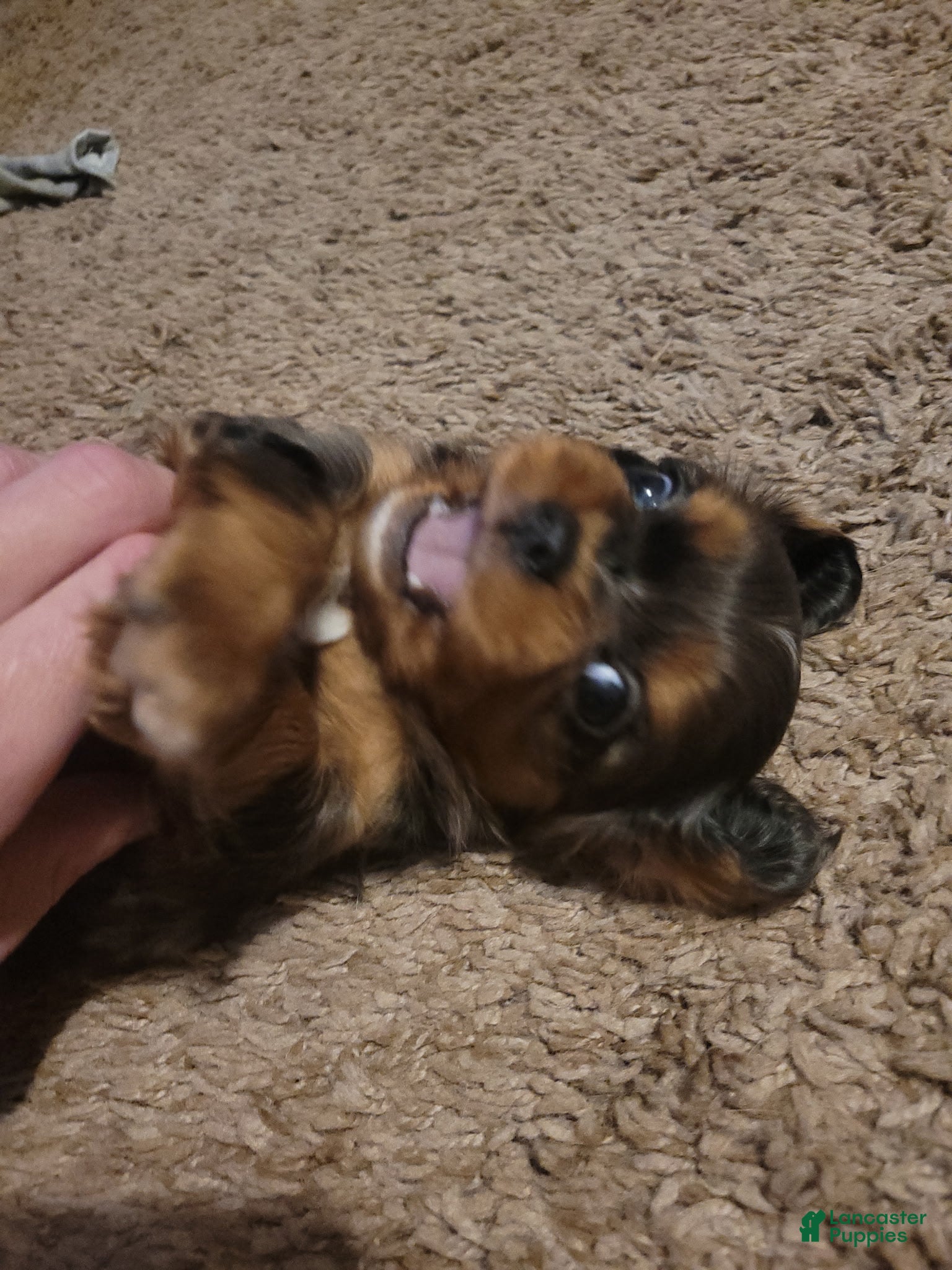 Cavalier King Charles Spaniel dogs Prince Louis - Ad 12