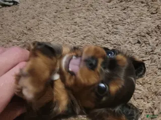 Cavalier King Charles Spaniel dogs Prince Louis - Ad 10