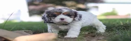 Cavapoo dogs for sale: Kai - Ad 5