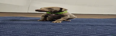 Doberman Pinscher 1