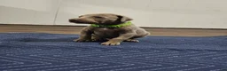 Doberman Pinscher dogs for sale: Doberman Pinscher 1 - Ad 1