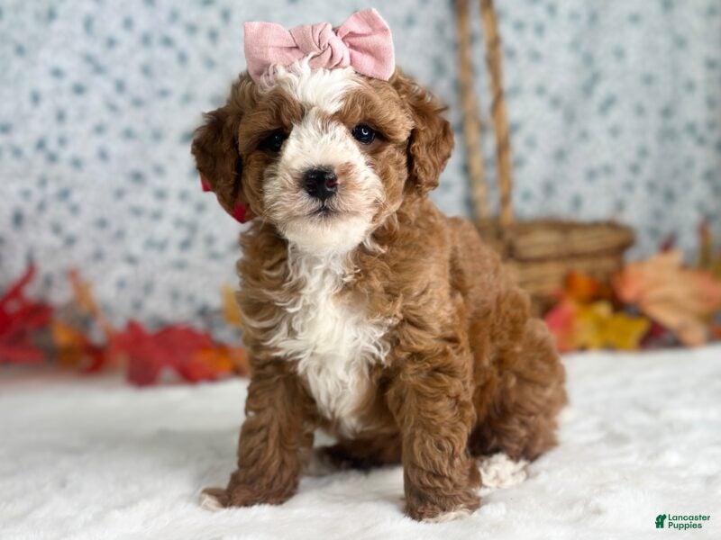 Mini Goldendoodle dogs Raichel - Ad 1