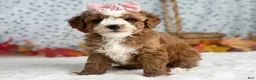 Mini Goldendoodle dogs for sale: Raichel - Ad 1