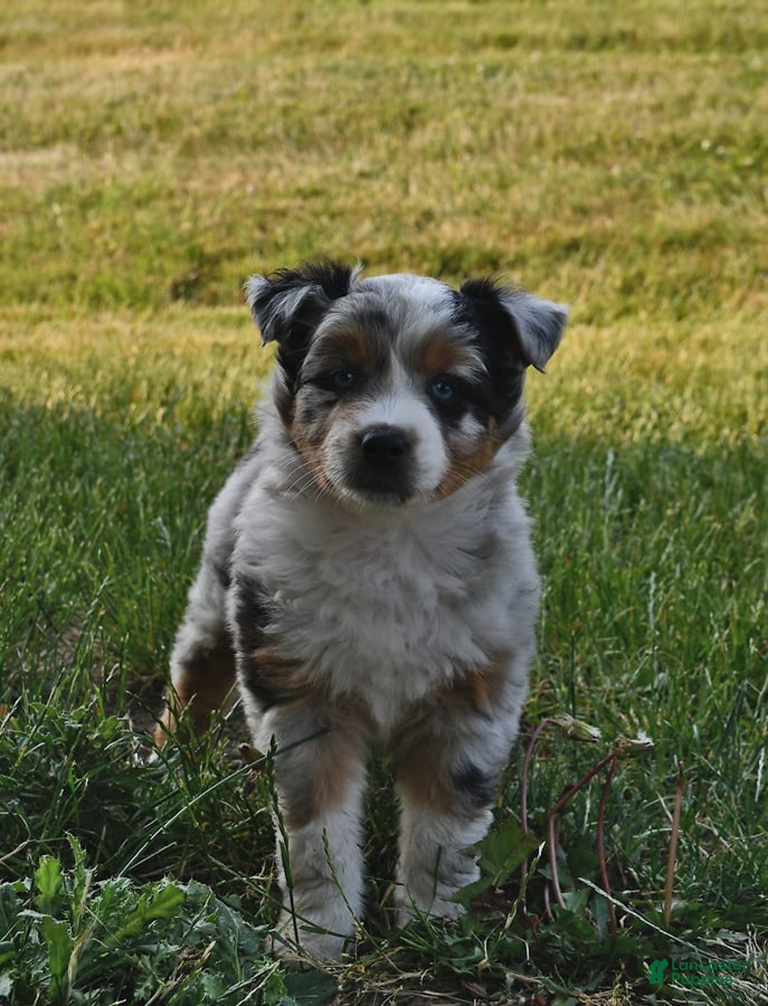 Gallery Image {{count}}