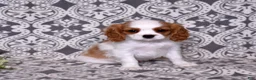 Cavalier King Charles Spaniel dogs for sale: Oliver - Ad 4