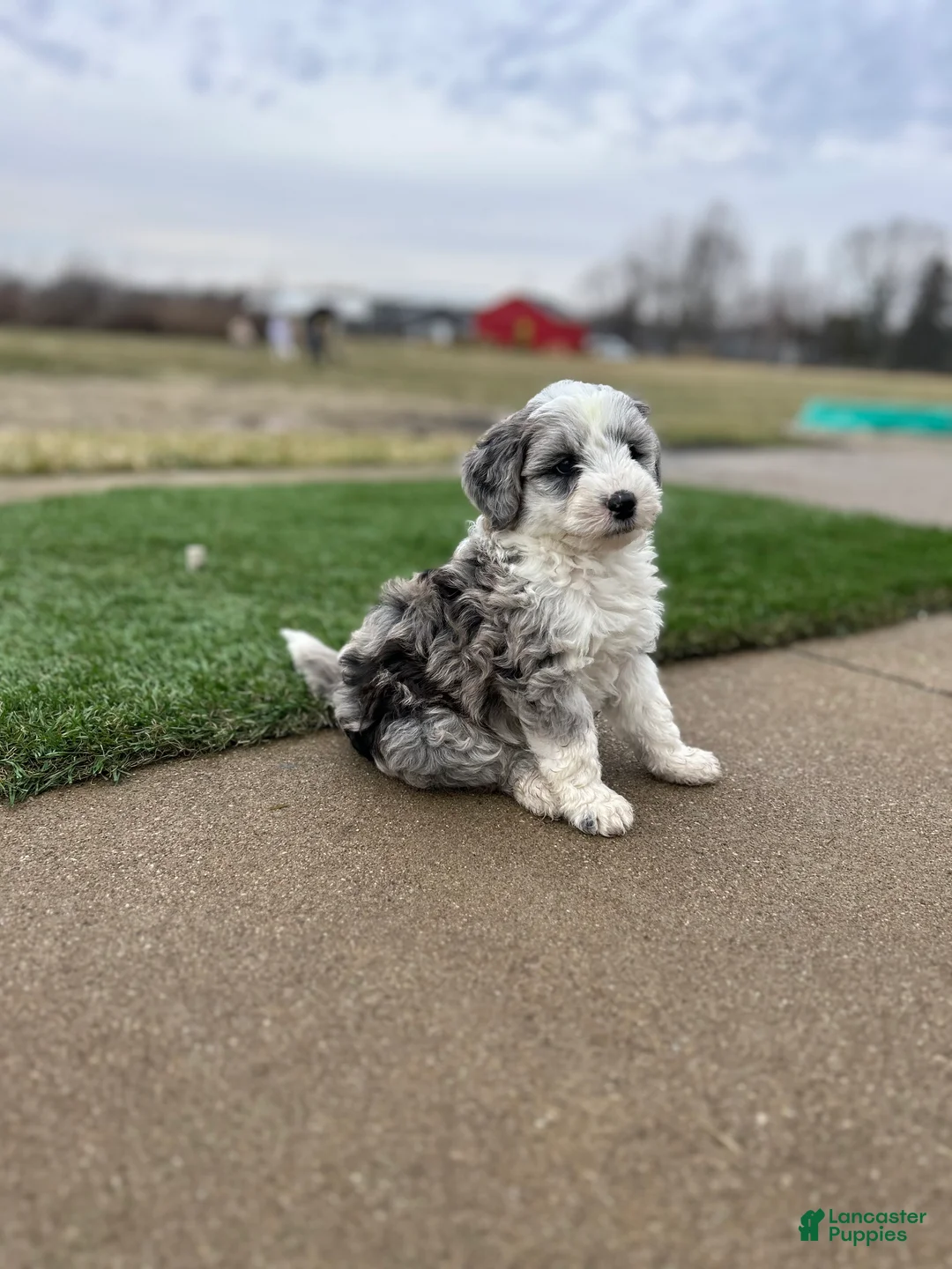 Mixed Breed dogs for sale: Ricky - Ad 13