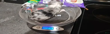Border Collie 3