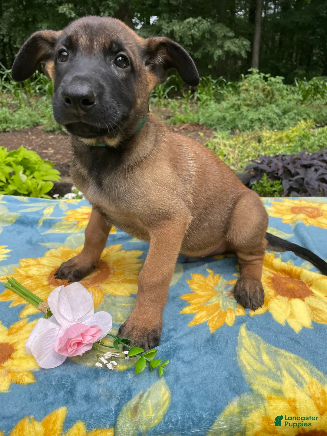 Belgian Malinois dogs for sale: Liam - Ad 4
