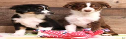 Toy Australian Shepherd dogs for sale: Captain a red tri male - Ad 7
