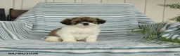 Shihpoo dogs for sale: Sandtart  - Ad 2