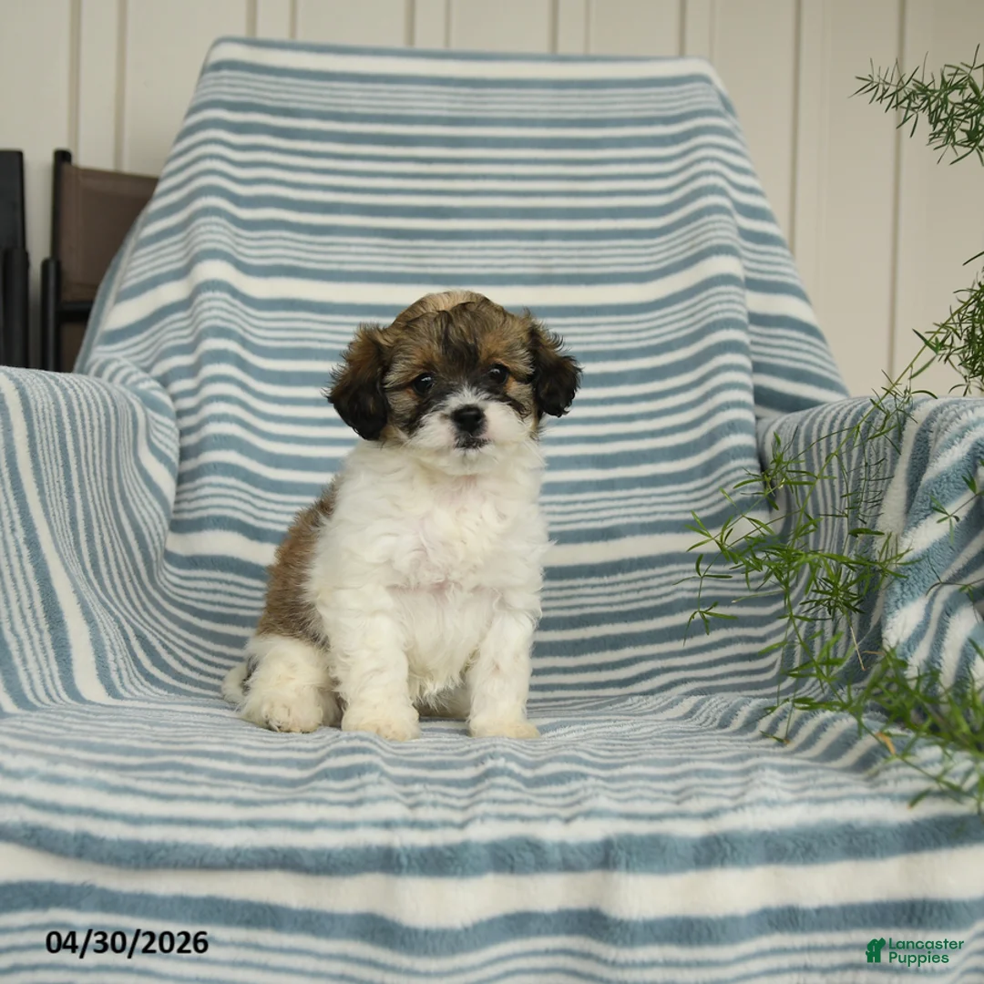 Shihpoo dogs for sale: Sandtart  - Ad 2