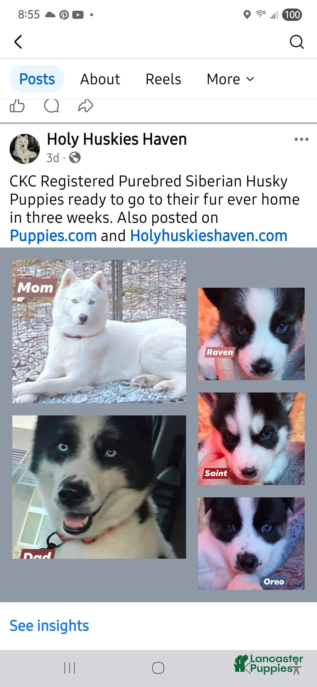 Siberian Husky dogs for sale: Saint - Ad 6