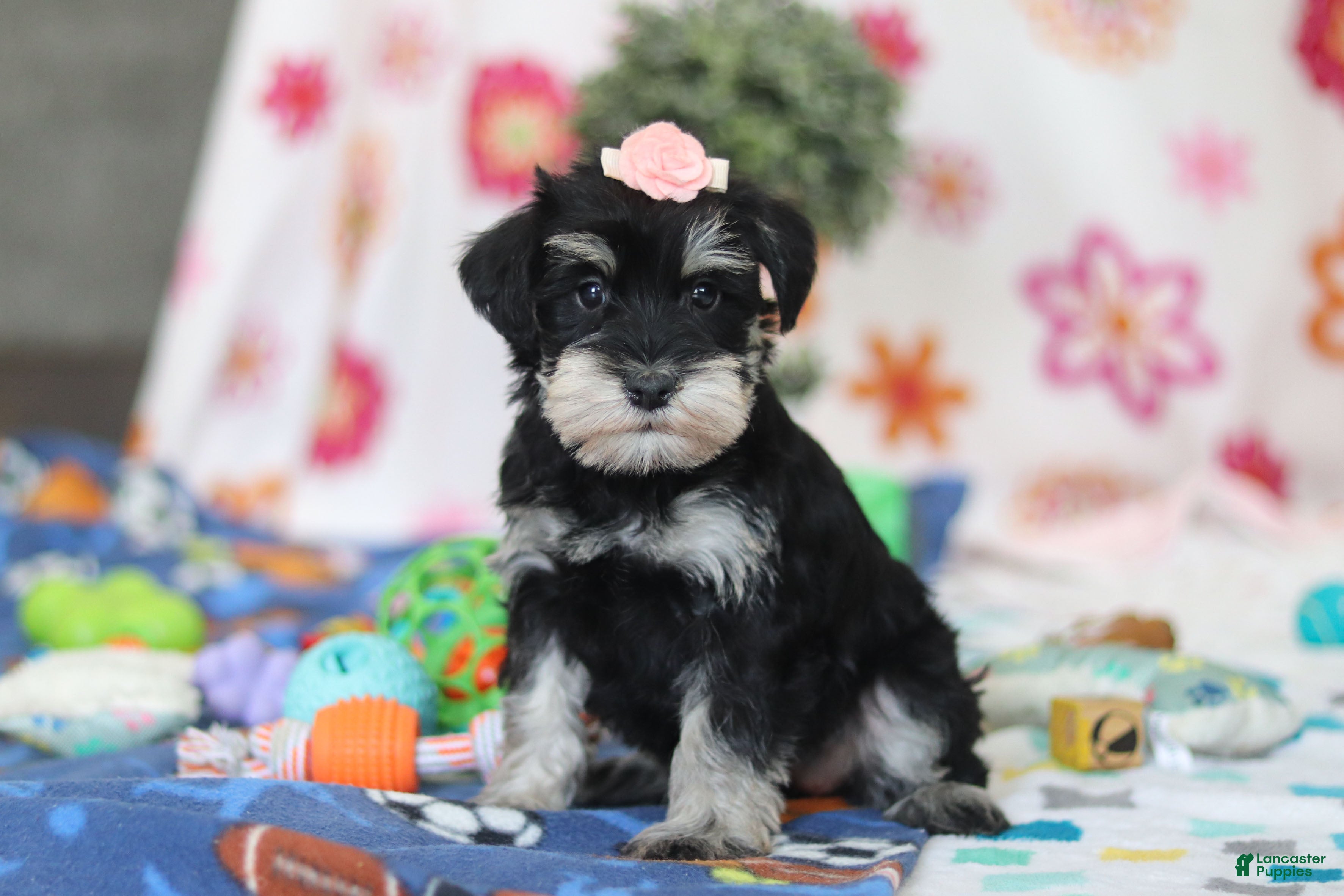 Miniature Schnauzer dogs Faye - Ad 2
