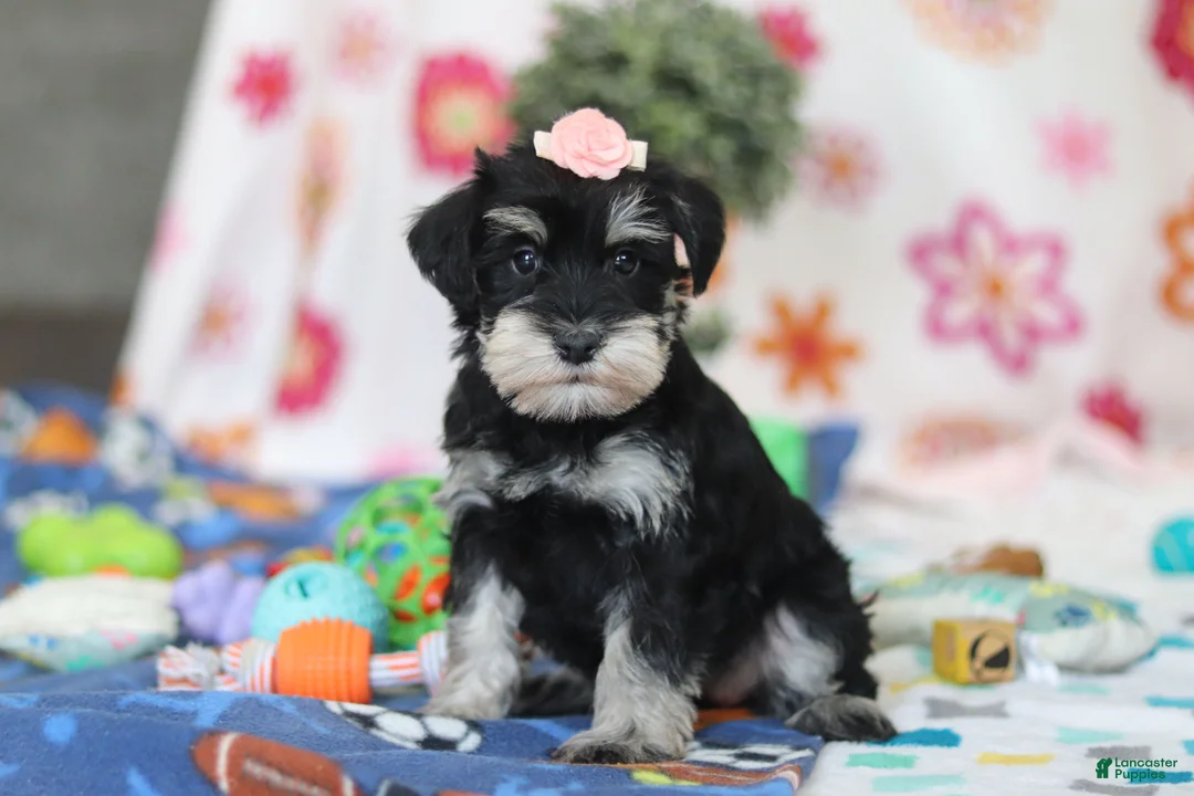 Miniature Schnauzer dogs for sale: Faye - Ad 2