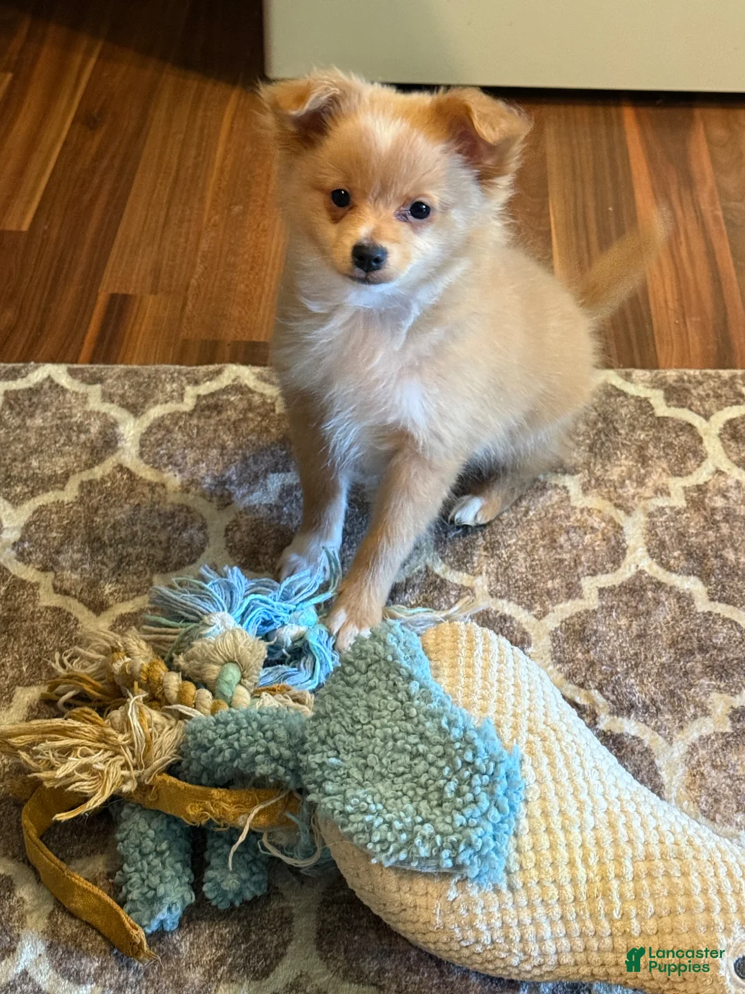 Mixed Breed dogs for sale: Teddy Tito - Ad 2
