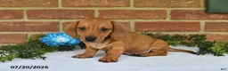 Miniature Dachshund dogs for sale: Jasper - Ad 4