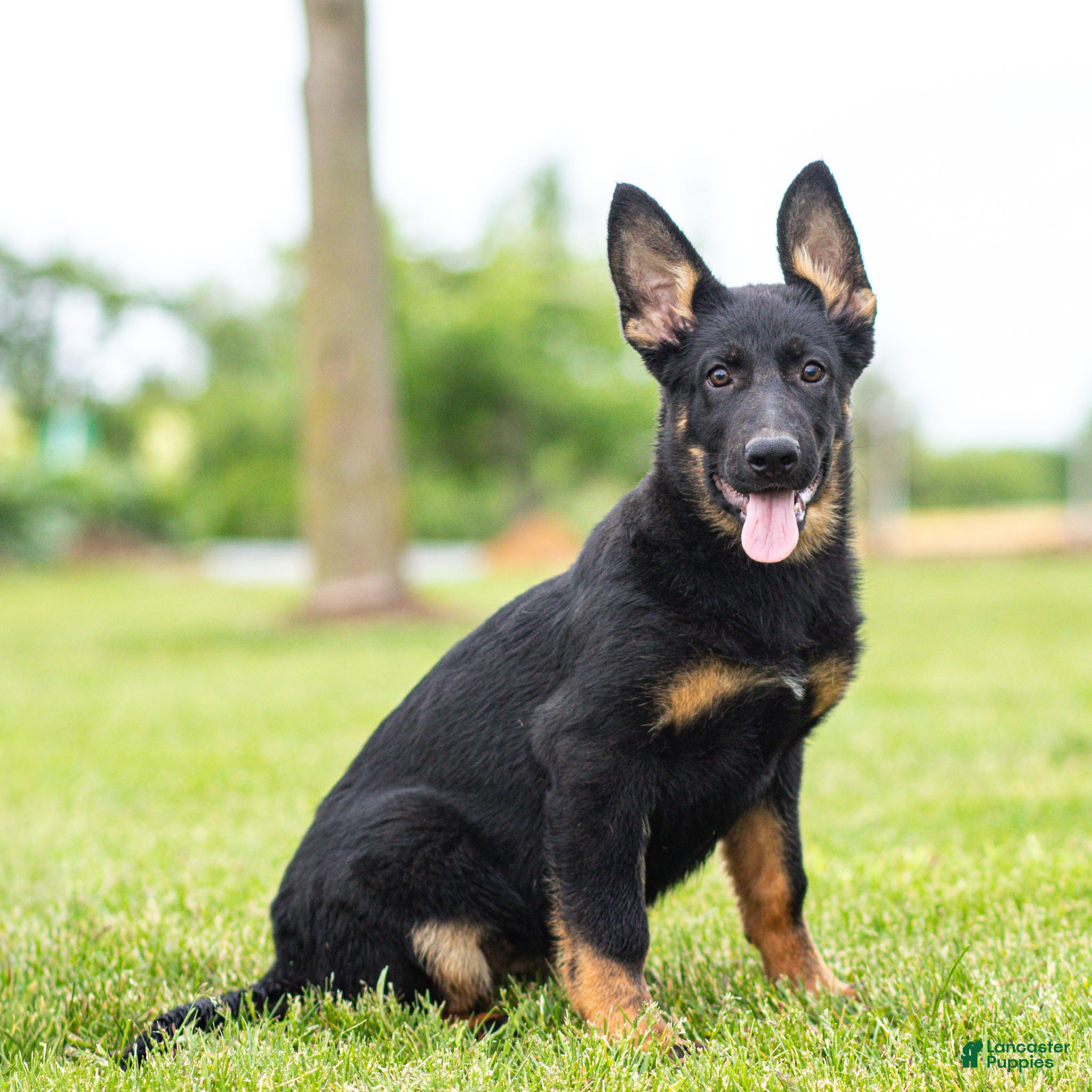 German Shepherd dogs Sabrina German Shepherd Puppy  - Ad 2