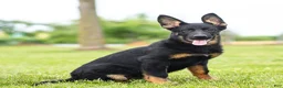 German Shepherd dogs for sale: Sabrina German Shepherd Puppy  - Ad 2