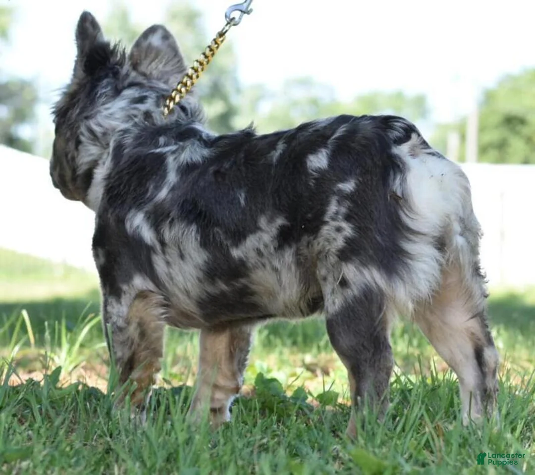 French Bulldog dogs for sale: Duece fluffy lilac tan  - Ad 2