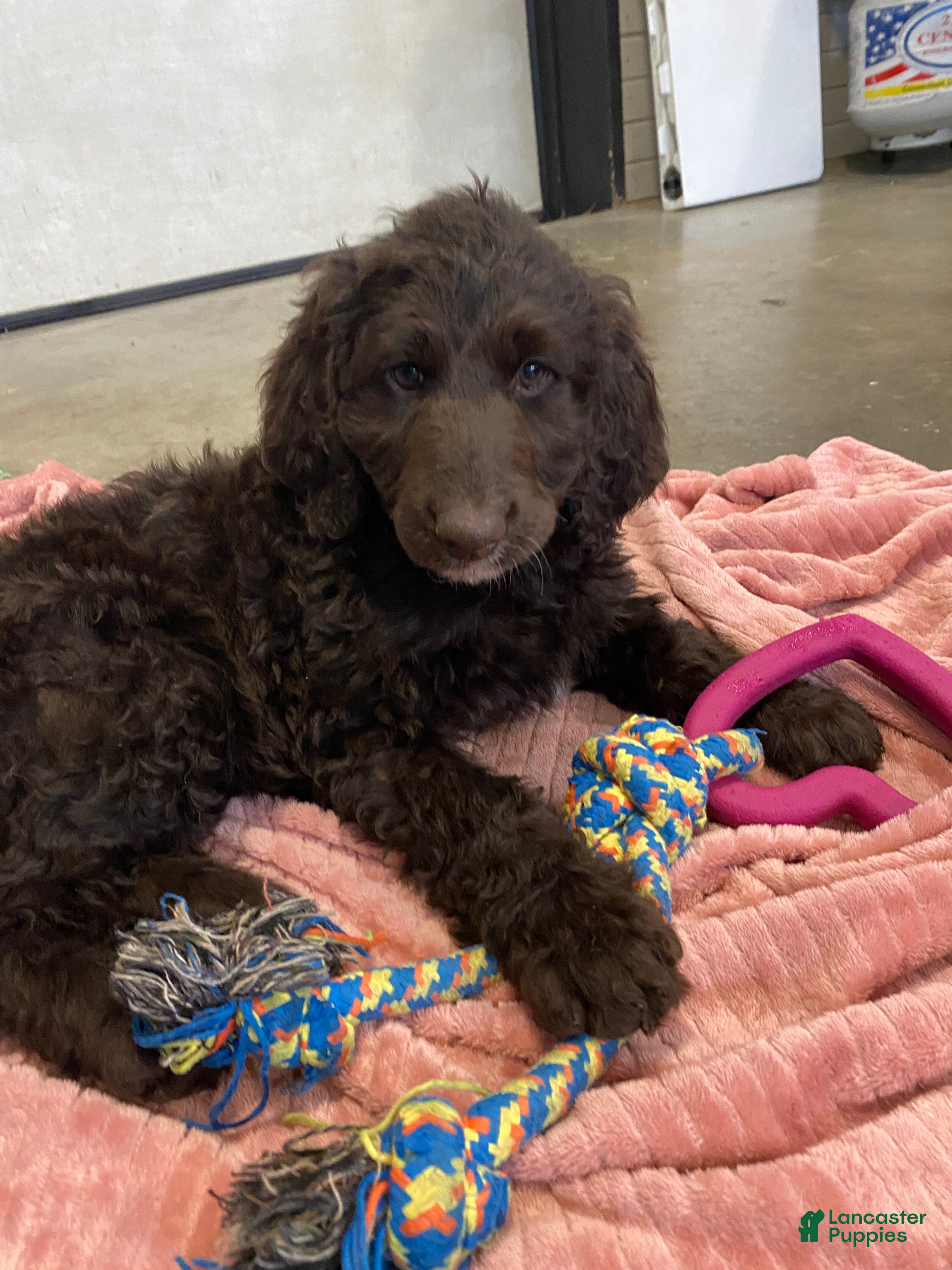 Labradoodle dogs Sugarplum - Ad 24