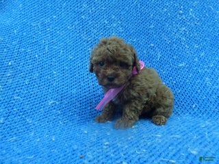 Toy Poodle dogs Pommy - Ad 22