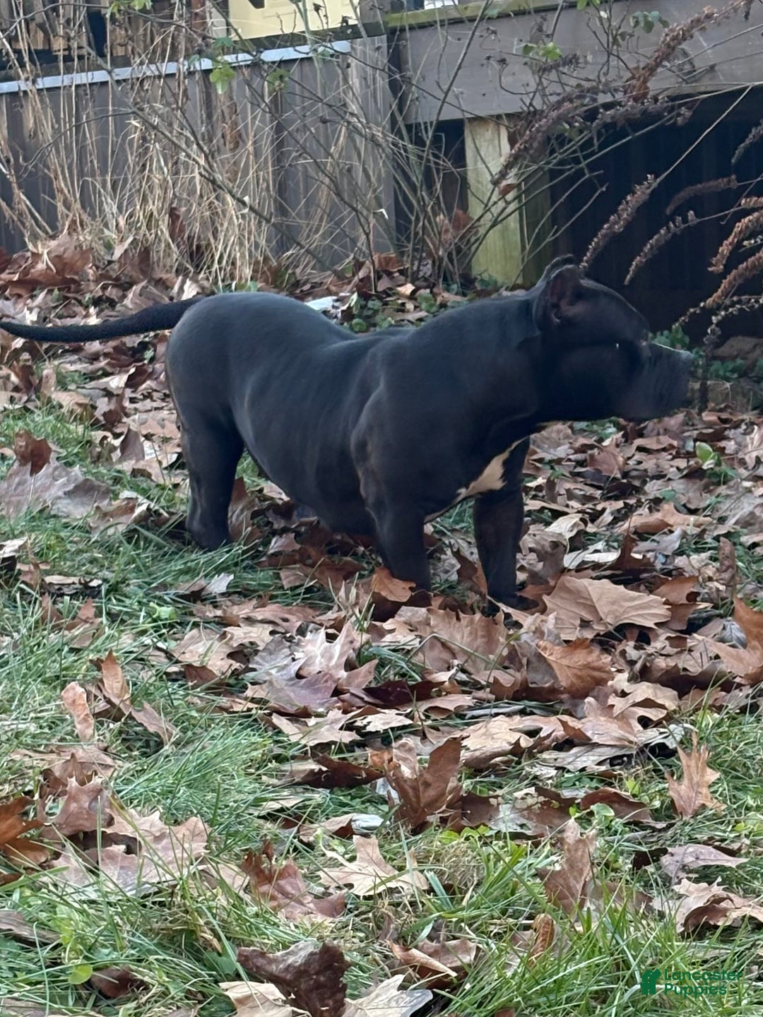 American Bully dogs for sale: Bella - Ad 4