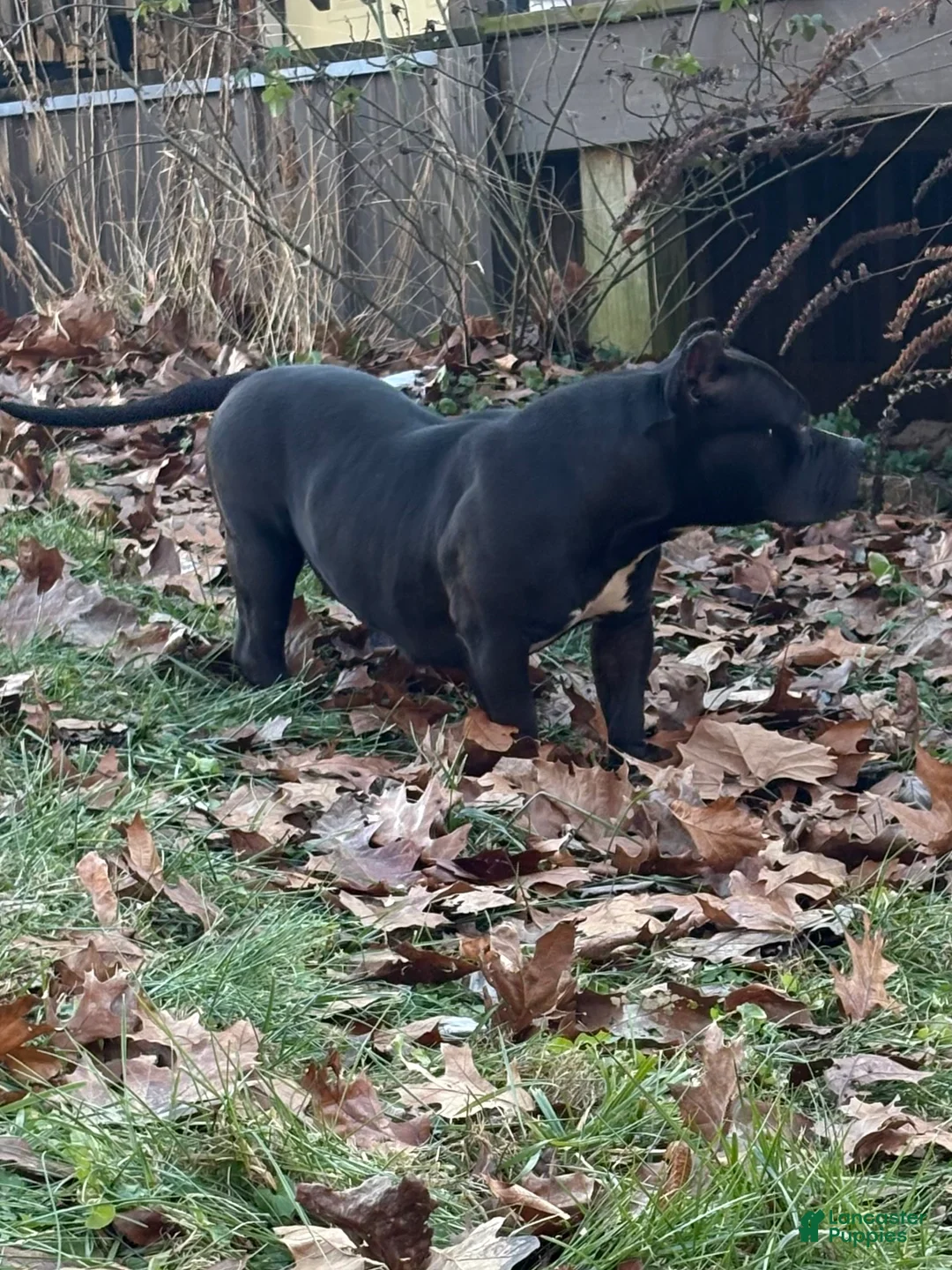 American Bully dogs for sale: Bella - Ad 4