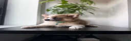 Pomeranian dogs for sale: Bluey - Ad 3