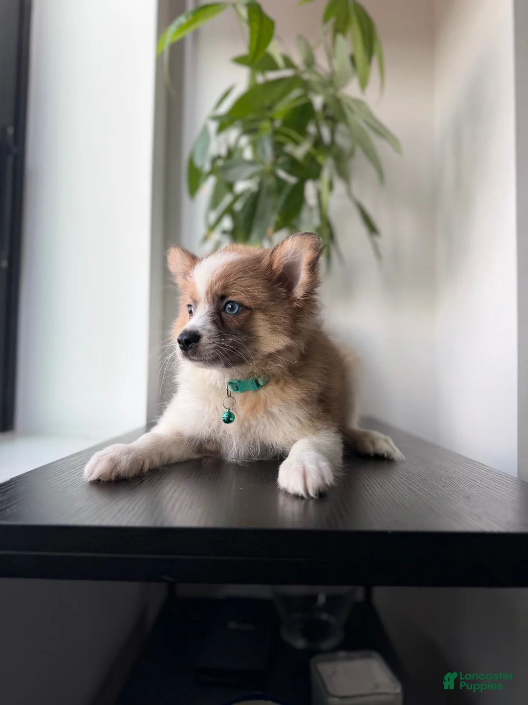 Pomeranian dogs for sale: Bluey - Ad 3