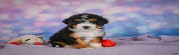 Mini Bernedoodle dogs for sale: Stella - Ad 5