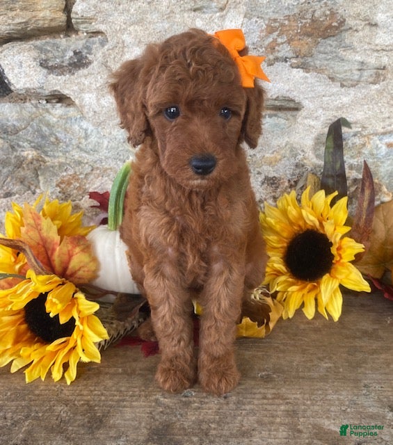 Mini Goldendoodle dogs Nelly - Ad 1