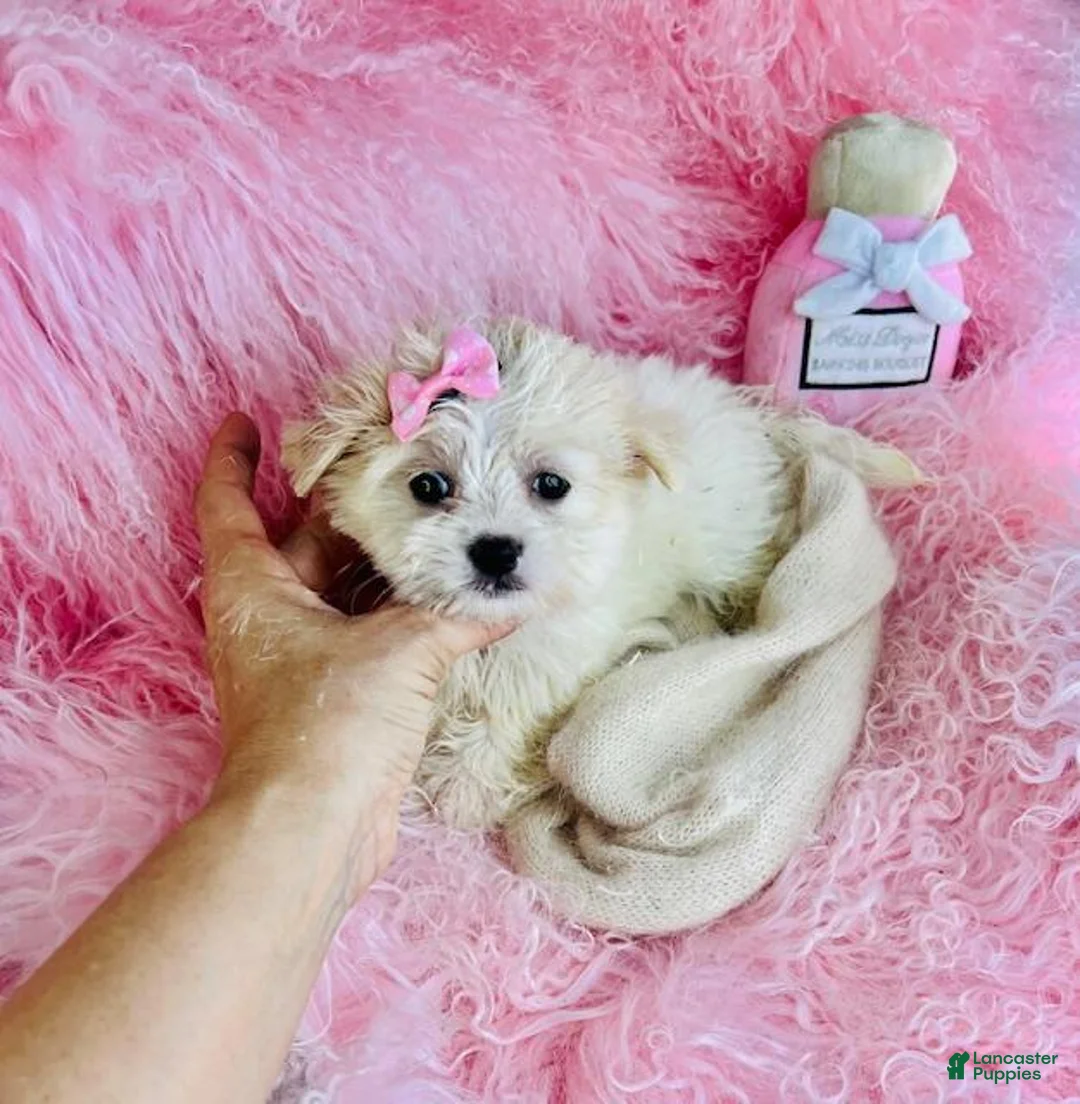 Mixed Breed dogs for sale: Mixed Breed Puppy 1 - Ad 2