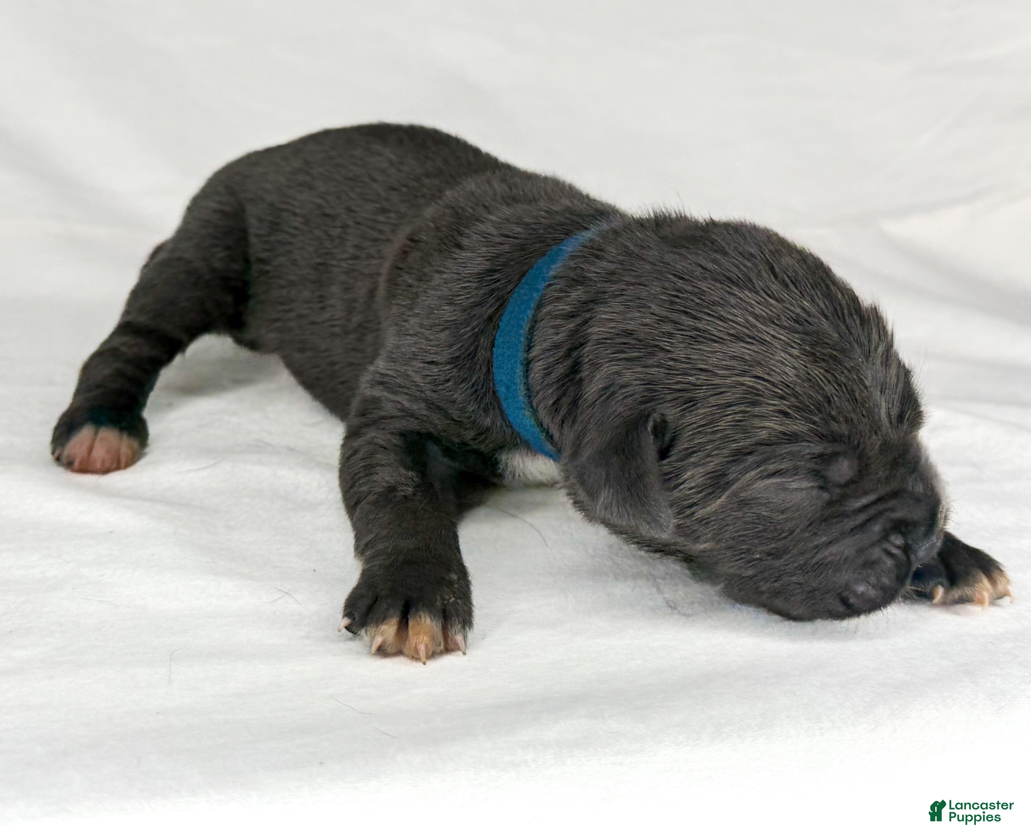 Cane Corso dogs Cane Corso Puppy 2 - Ad 1