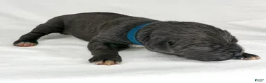 Cane Corso Puppy 2