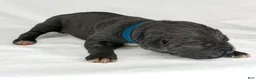 Cane Corso dogs for sale: Cane Corso Puppy 2 - Ad 1