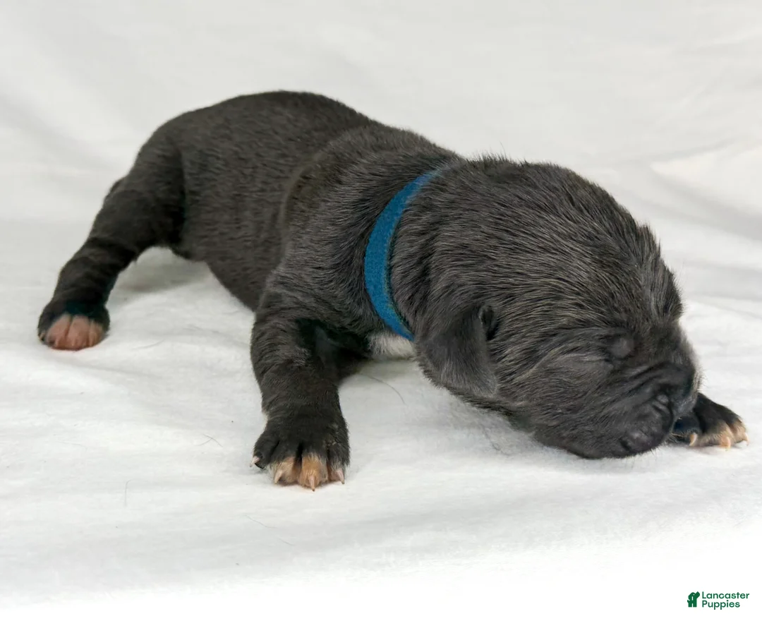 Cane Corso dogs for sale: Cane Corso Puppy 2 - Ad 1