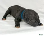Cane Corso Puppy 2