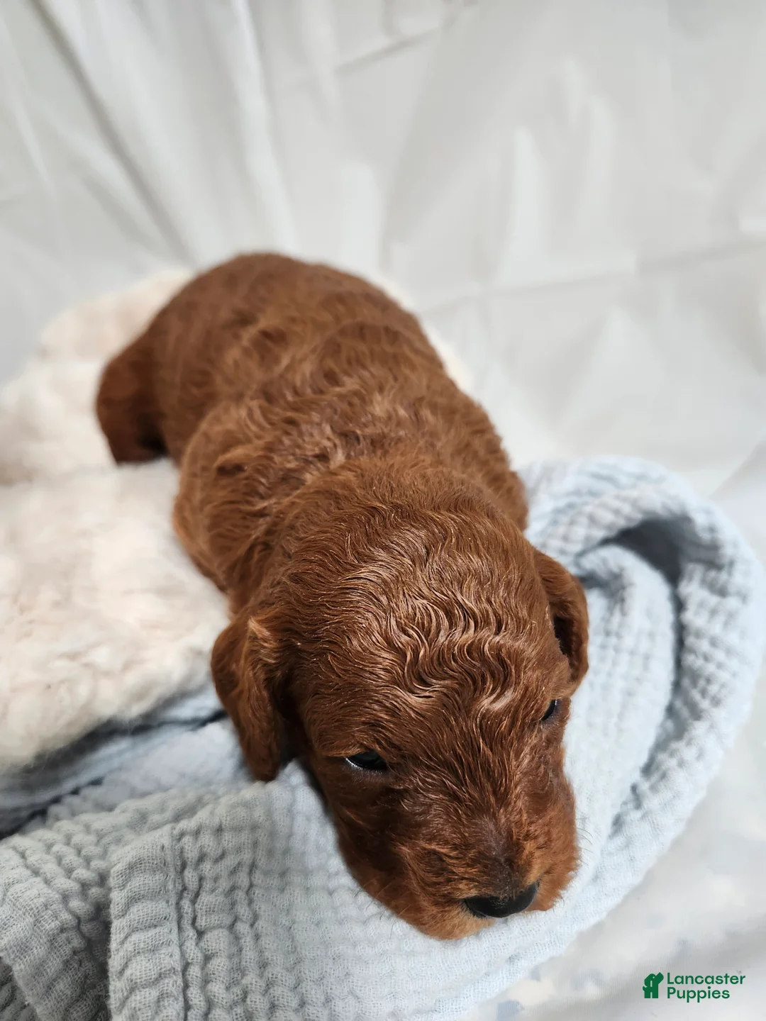 Cavapoo dogs for sale: Finley  - Ad 3