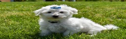 Maltese dogs for sale:  Justin  - Ad 5