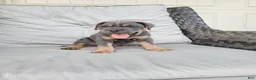 Cane Corso dogs for sale: Jude - Ad 1
