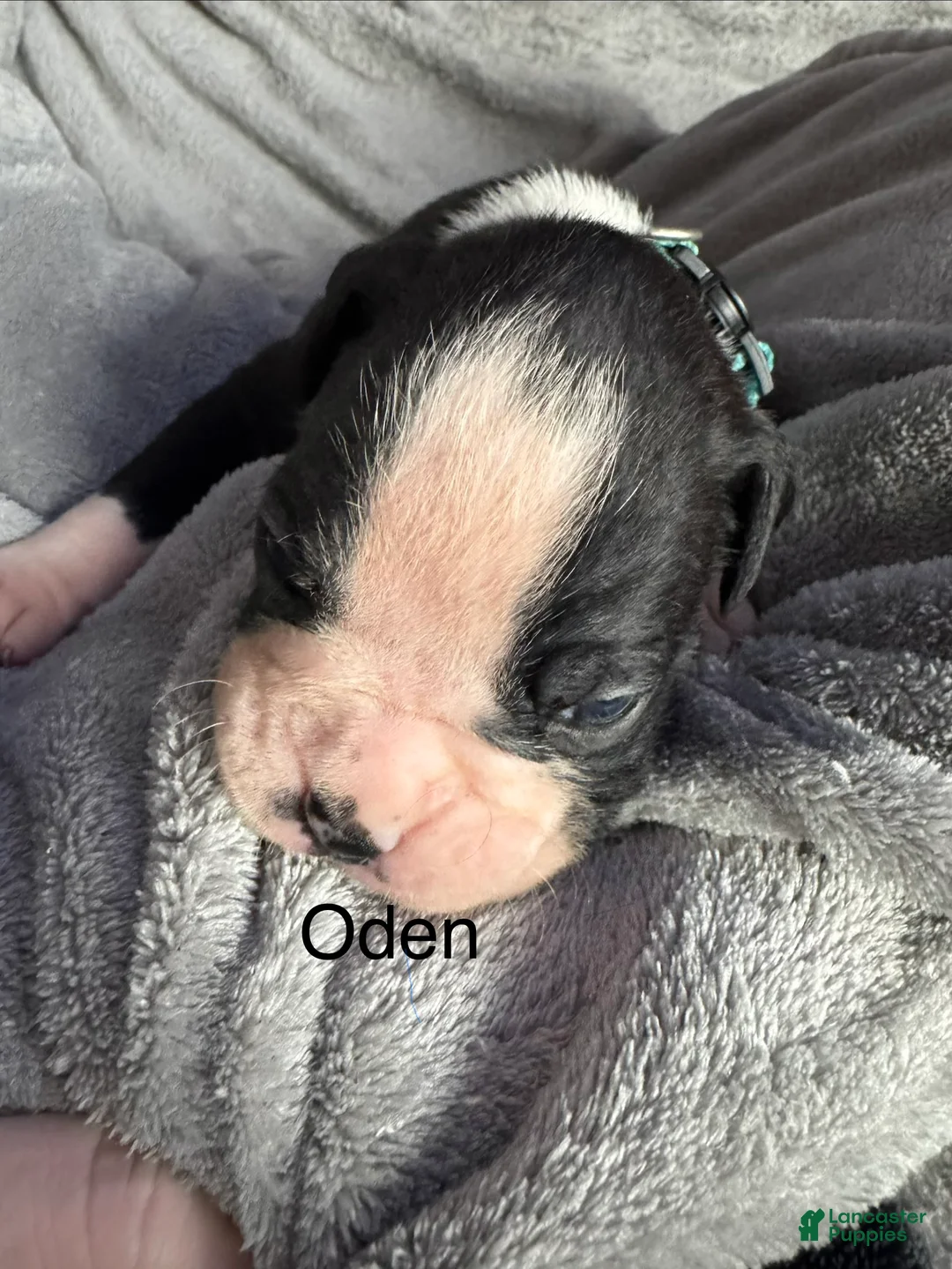 Boxer dogs for sale: Luna  - Ad 15