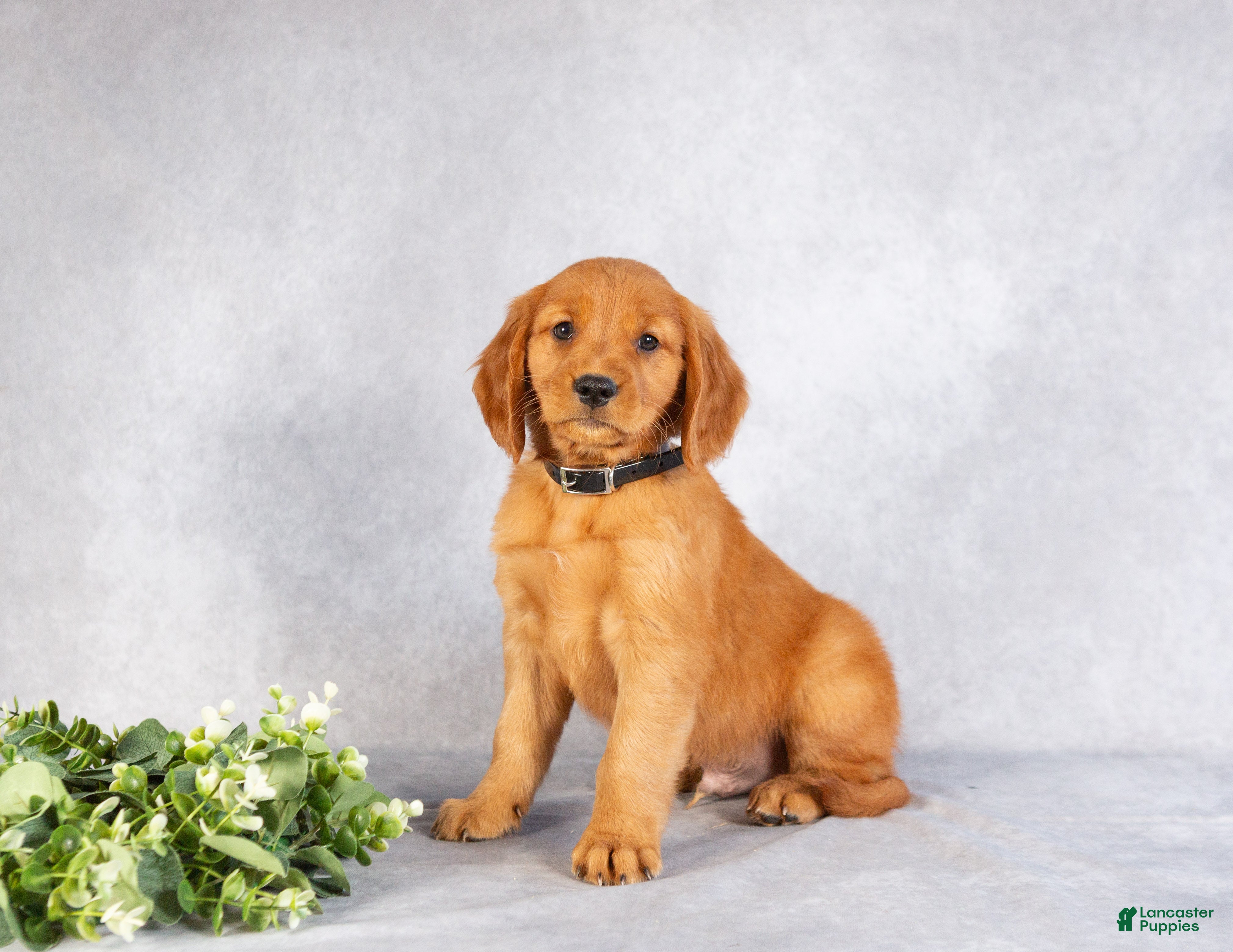 Miniature Golden Retriever dogs Dominic - Ad 4