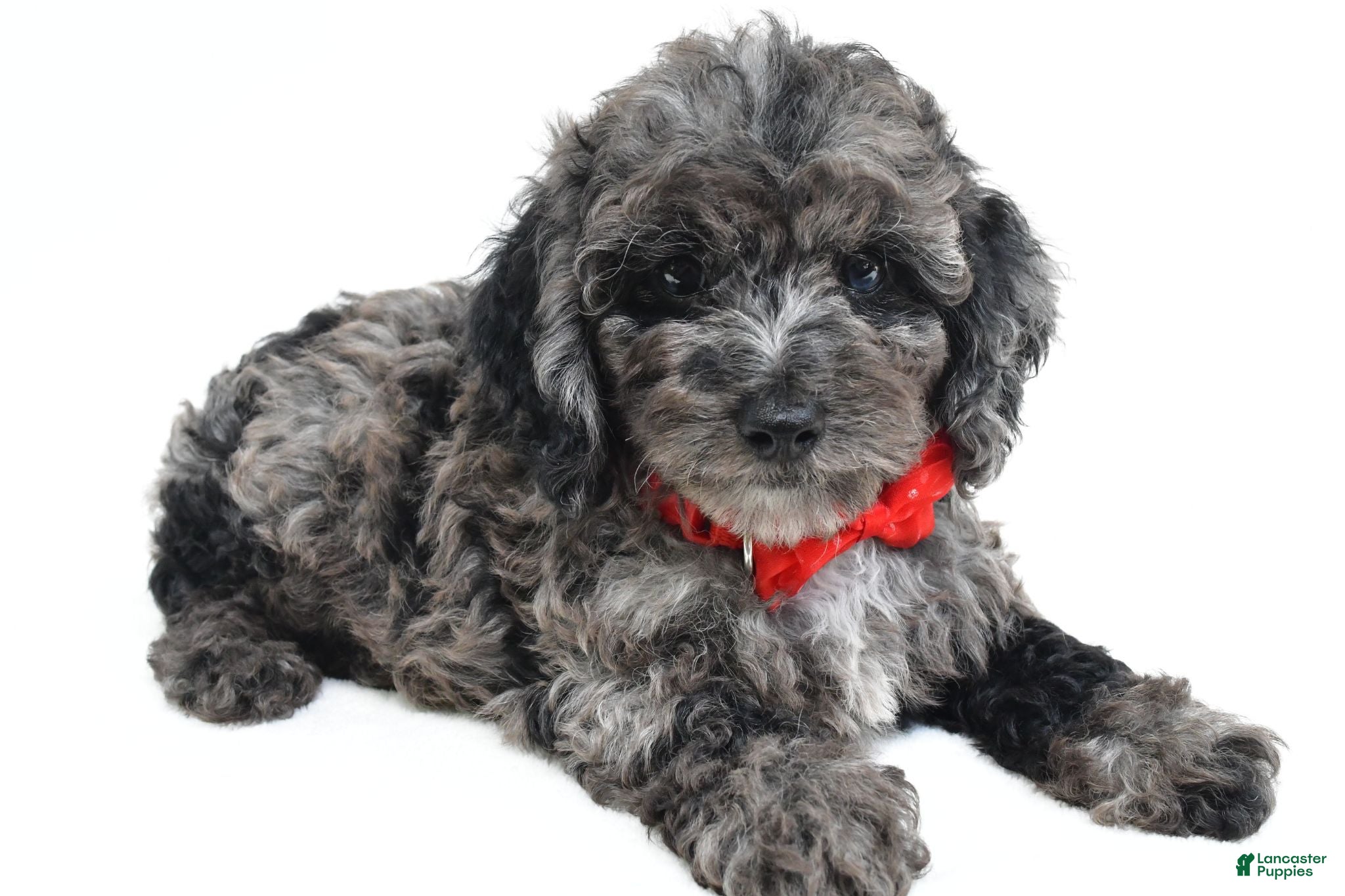 Cockapoo dogs Theodore - Ad 1
