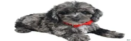 Cockapoo dogs for sale: Theodore - Ad 1